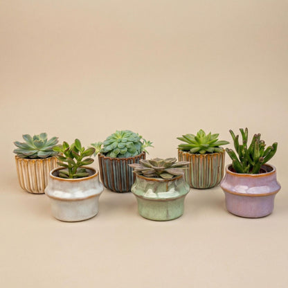 Succulenten Set van 6 - inclusief Potjes Barcelona