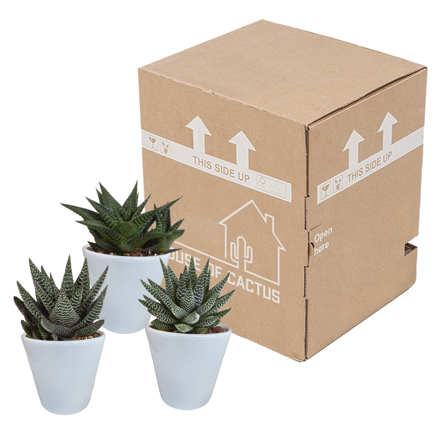 Gasteria/Haworthia + witte pot