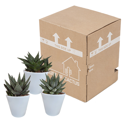 Gasteria/Haworthia + witte pot