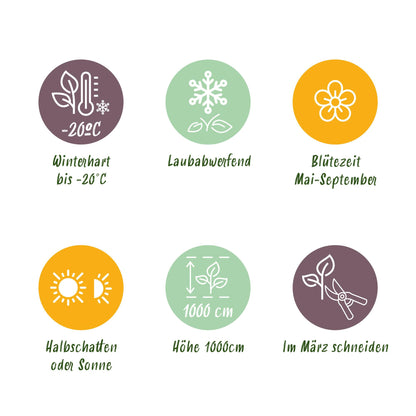 2 x - Lonicera heckrottii Goldflame - Roze met Geel