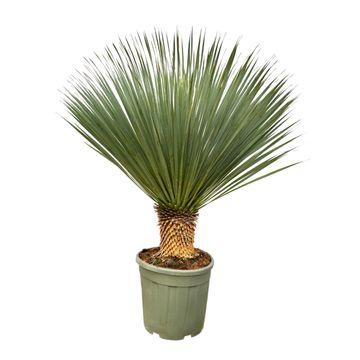 Yucca Rostrata - 120 cm