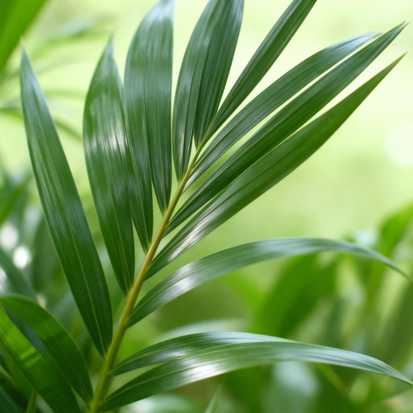 Howea Forsteriana Kentia Palm + mand