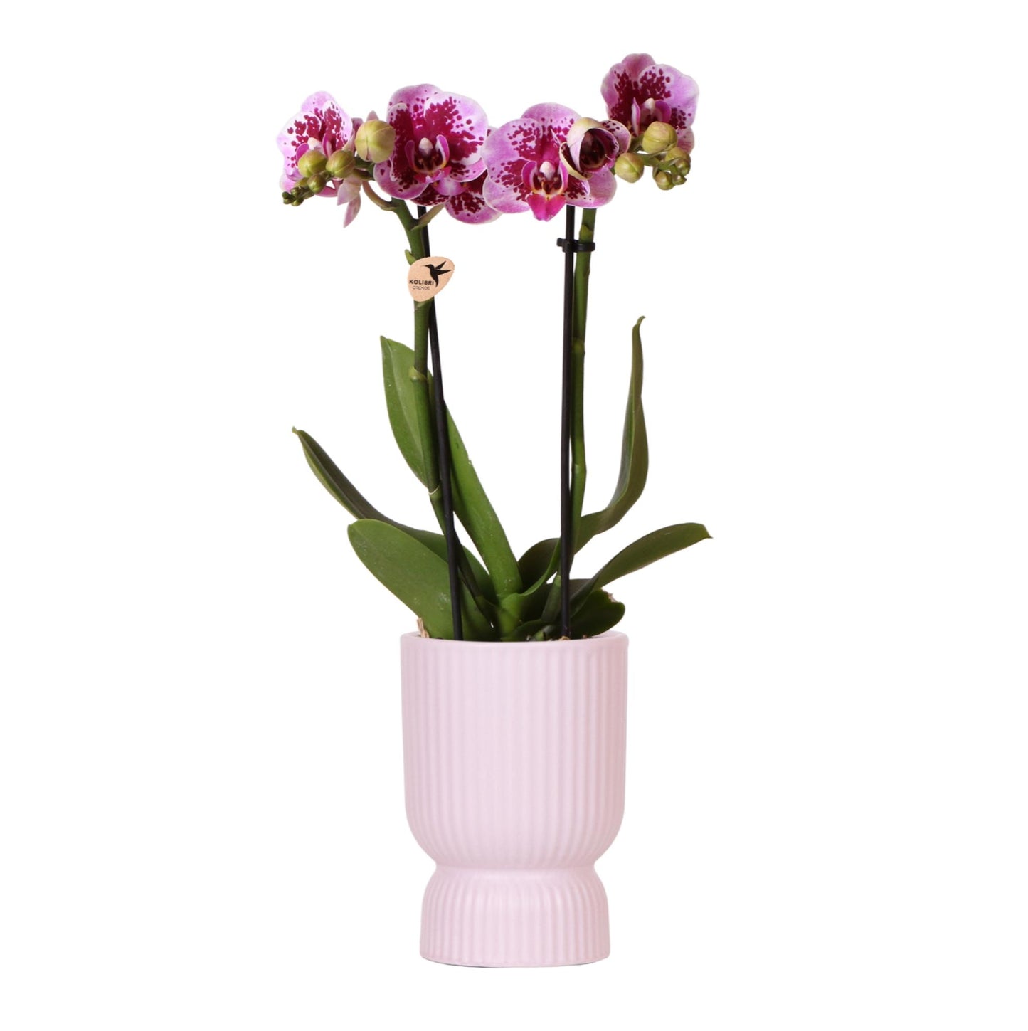 Roze paarse orchidee - El Salvador + Diabolo pink