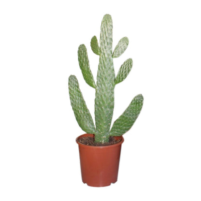 Opuntia Consolea ↕40cm - Ø17cm