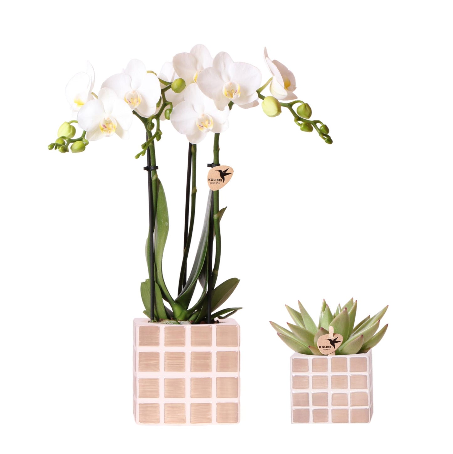 Set van witte orchidee Amabilis en succulent in Mosa sierpotten bruin