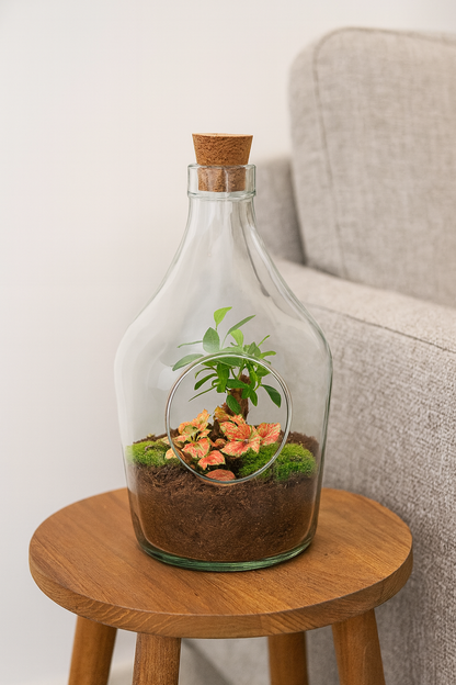Open terrarium John - ↑ 30 cm