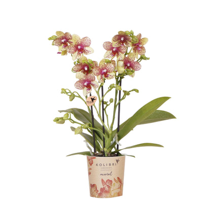 Oranje gele phalaenopsis orchidee | Grosseto