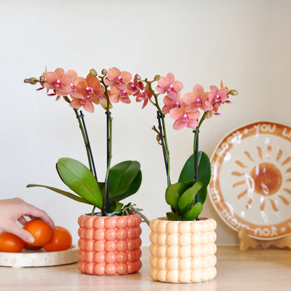 Plantenset Poppy Oranje + sierpotten