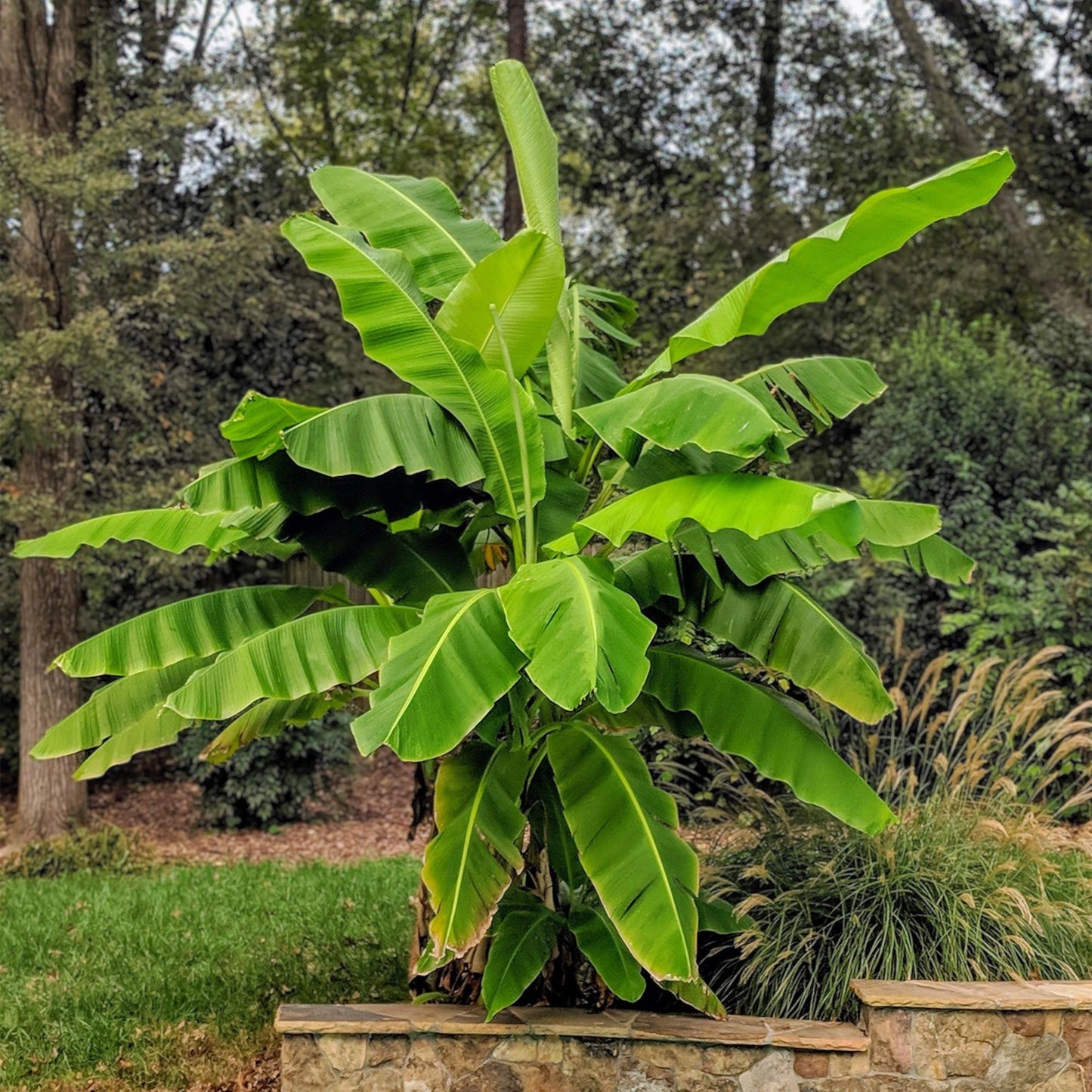 Japanse vezelbanaan - Musa Basjoo - Winterhard