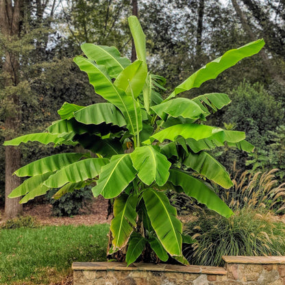 Japanse vezelbanaan - Musa Basjoo - Winterhard