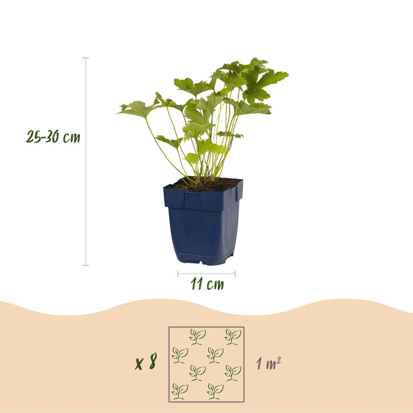 Borderpakket - Schaduw - 8 Vaste planten