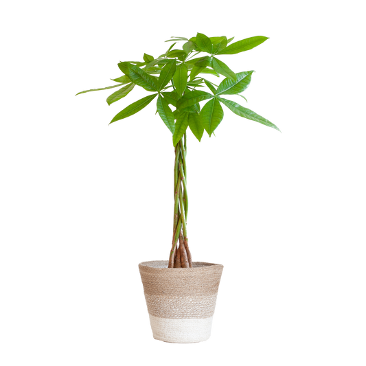 Pachira Aquatica met Mand Lissabon wit - 80cm - Ø21