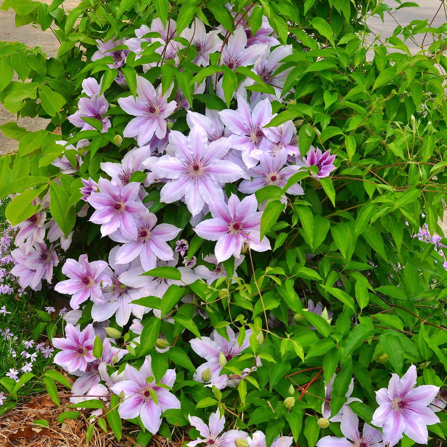 2 x - Clematis Nelly Moser - Bloem Roze
