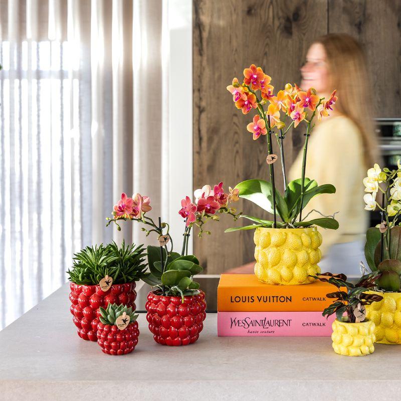 Plantenset Rode Phalaenopsis Orchidee Congo en Succulenten incl. sierpotten
