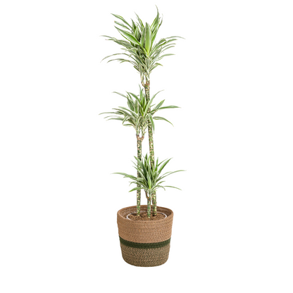 Dracaena Deremensis White Stripe + mand Ø24cm - ↕130 - 150cm