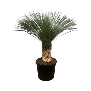 Yucca Rostrata - 200 cm