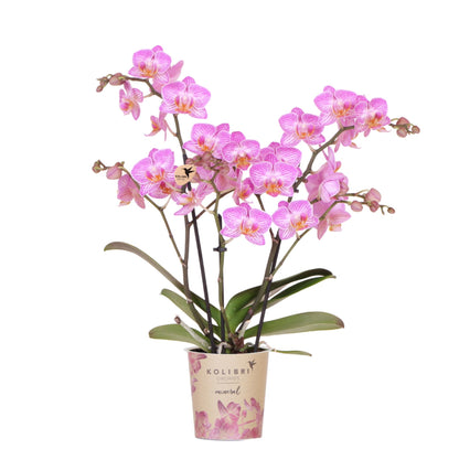 Roze phalaenopsis orchidee | Switzerland