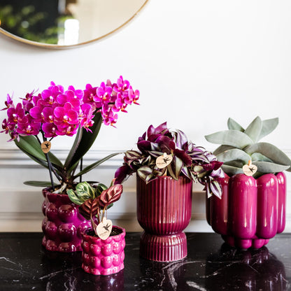 Paarse phalaenopsis orchidee - Morelia