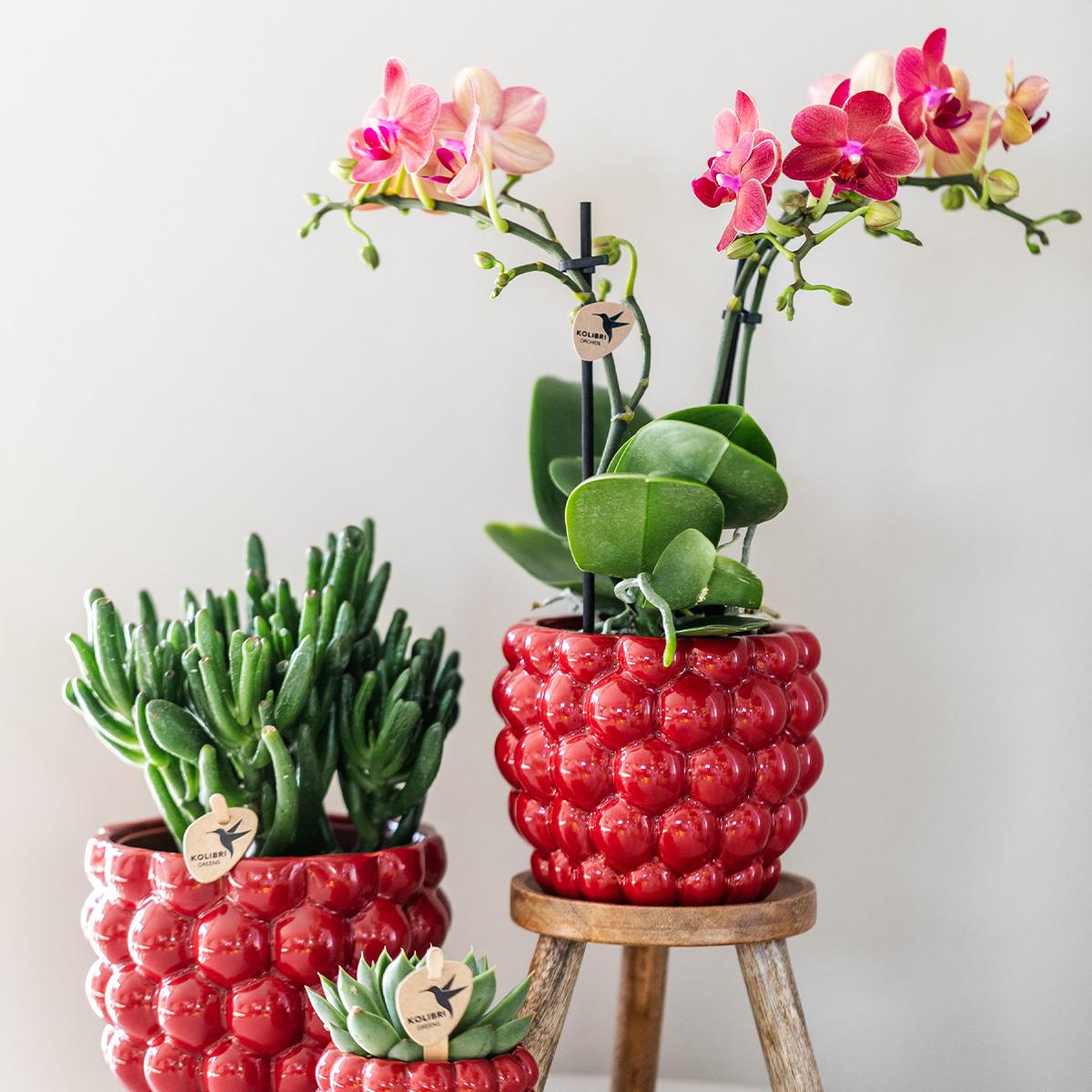 Rode orchidee – Congo + Berry sierpot