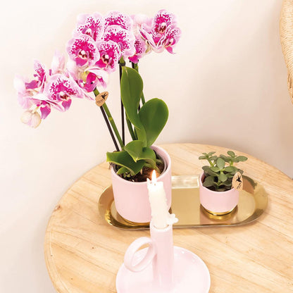 Roze paarse phalaenopsis orchidee - El Salvador