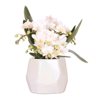 Witte orchidee 'Nazaré' + Pearl sierpot Travertine