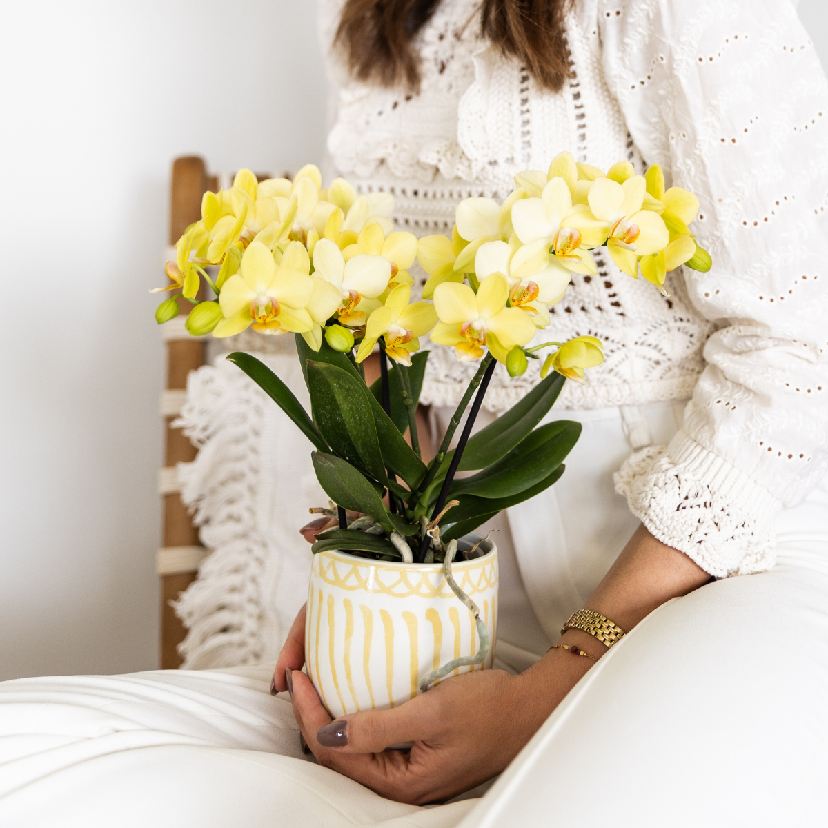 Gele Phalaenopsis orchidee - Albenga