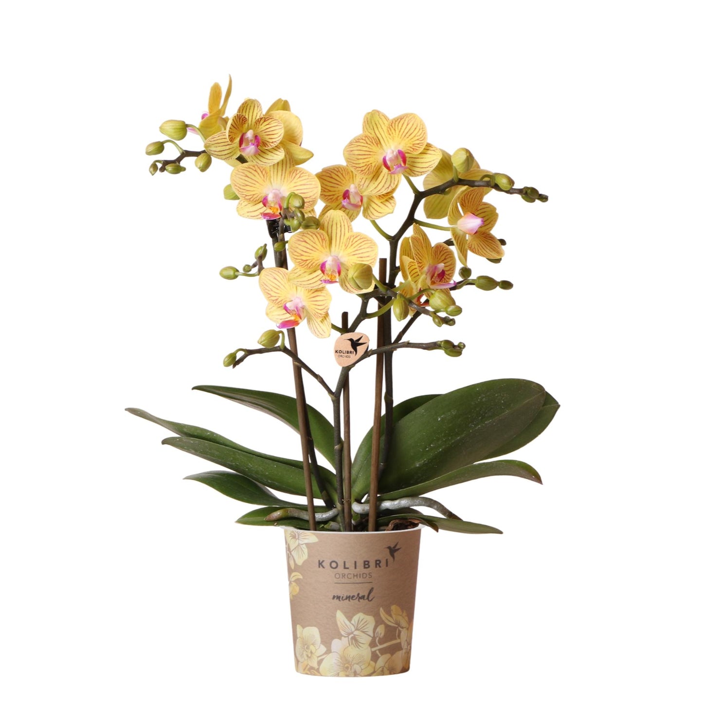 Gele Phalaenopsis orchidee - Lima
