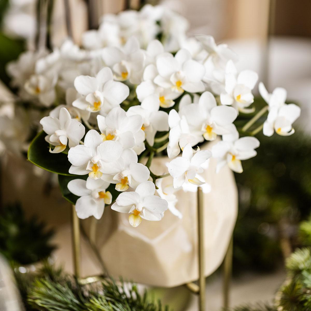 Witte orchidee - Nazaré