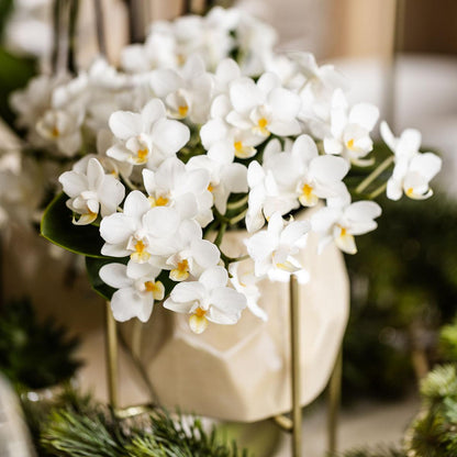 Witte orchidee - Nazaré