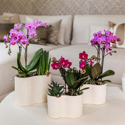 Paarse phalaenopsis orchidee | Chamonix