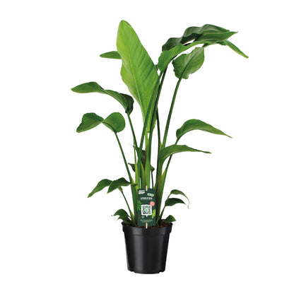 Strelitzia Nicolai - Ø19cm - ↕90cm