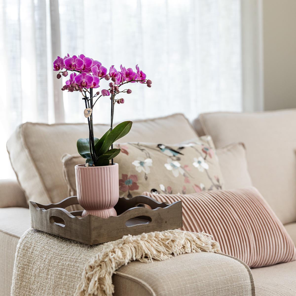 Roze paarse orchidee - El Salvador + Diabolo pink