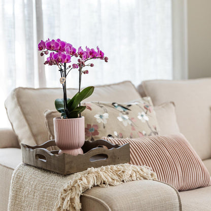 Roze paarse orchidee - El Salvador + Diabolo pink
