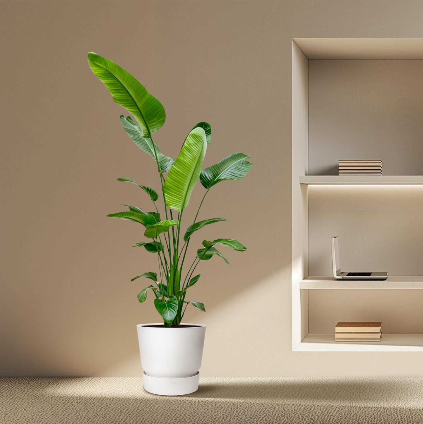 Strelitzia Nicolai - 190 cm - ø27