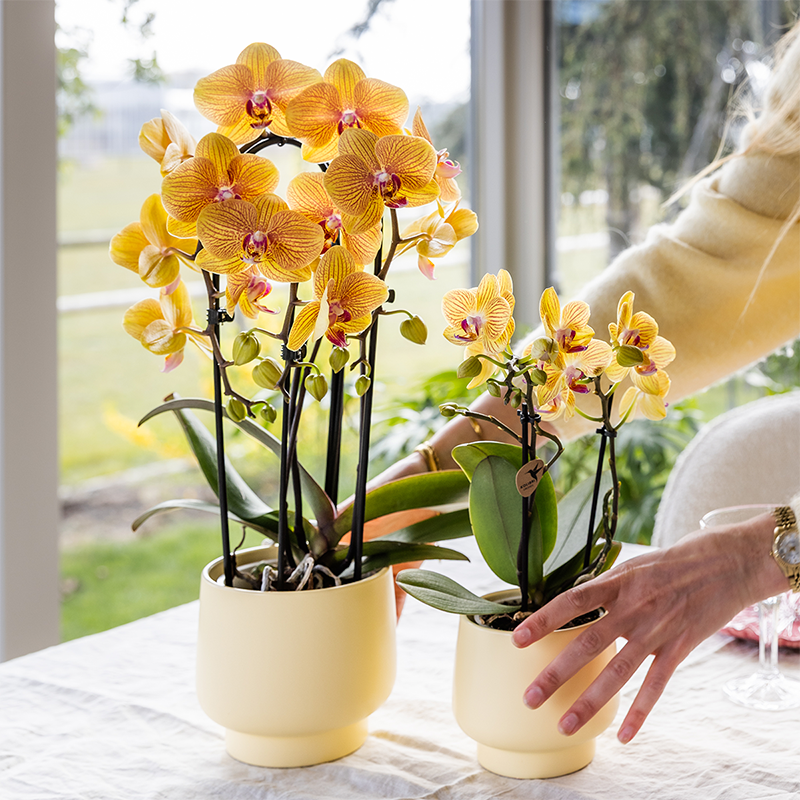 Oranje phalaenopsis orchidee | Sunny Bunny