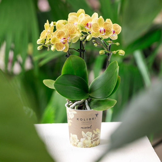 Gele Phalaenopsis orchidee - Lima
