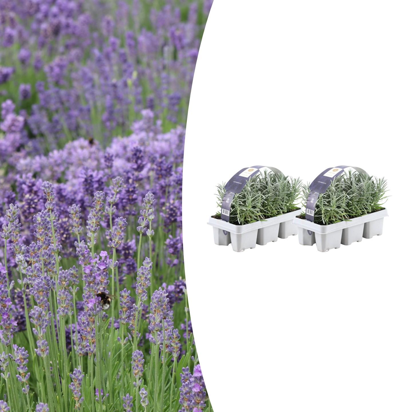 2 x 6 pack Lavendel angustifolia