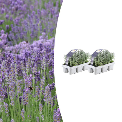 2 x 6 pack Lavendel angustifolia