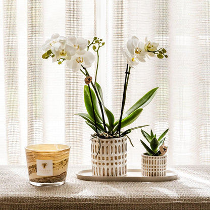 Plantenset Le Chic small