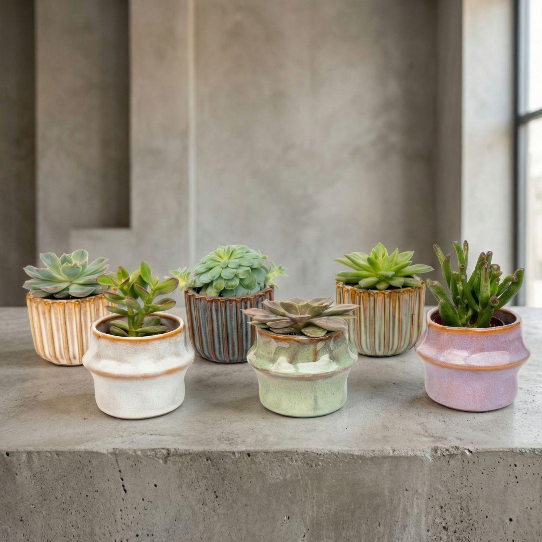 Succulenten Set van 6 - inclusief Potjes Barcelona