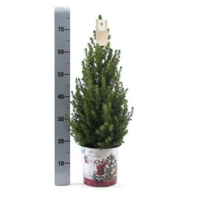 Kleine Kerstboom in sierpot - Standalone