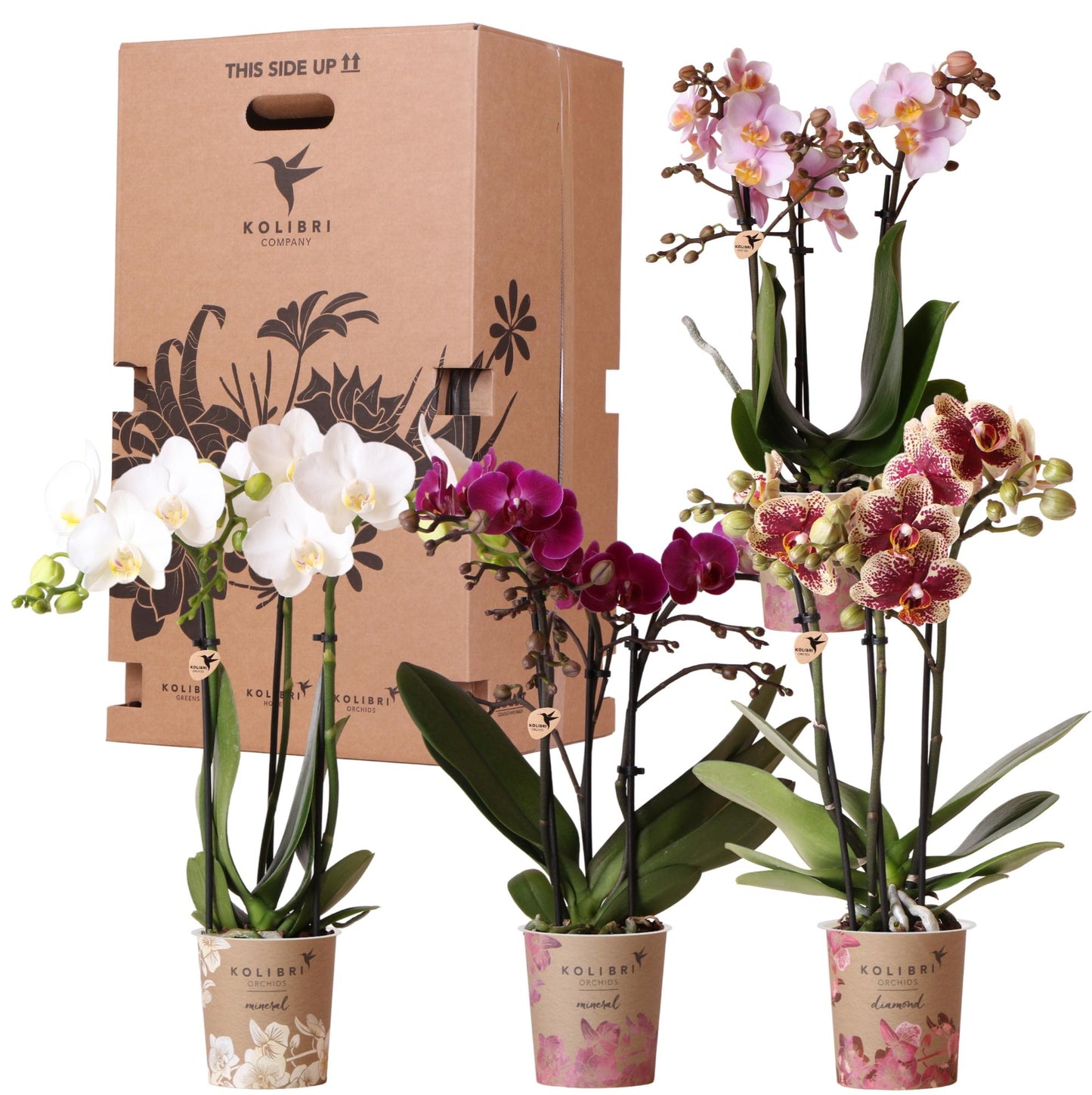 Surprise box mix - verrassingsbox met 4 verschillende orchideeën