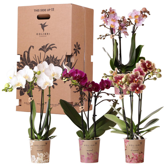 Surprise box mix - verrassingsbox met 4 verschillende orchideeën