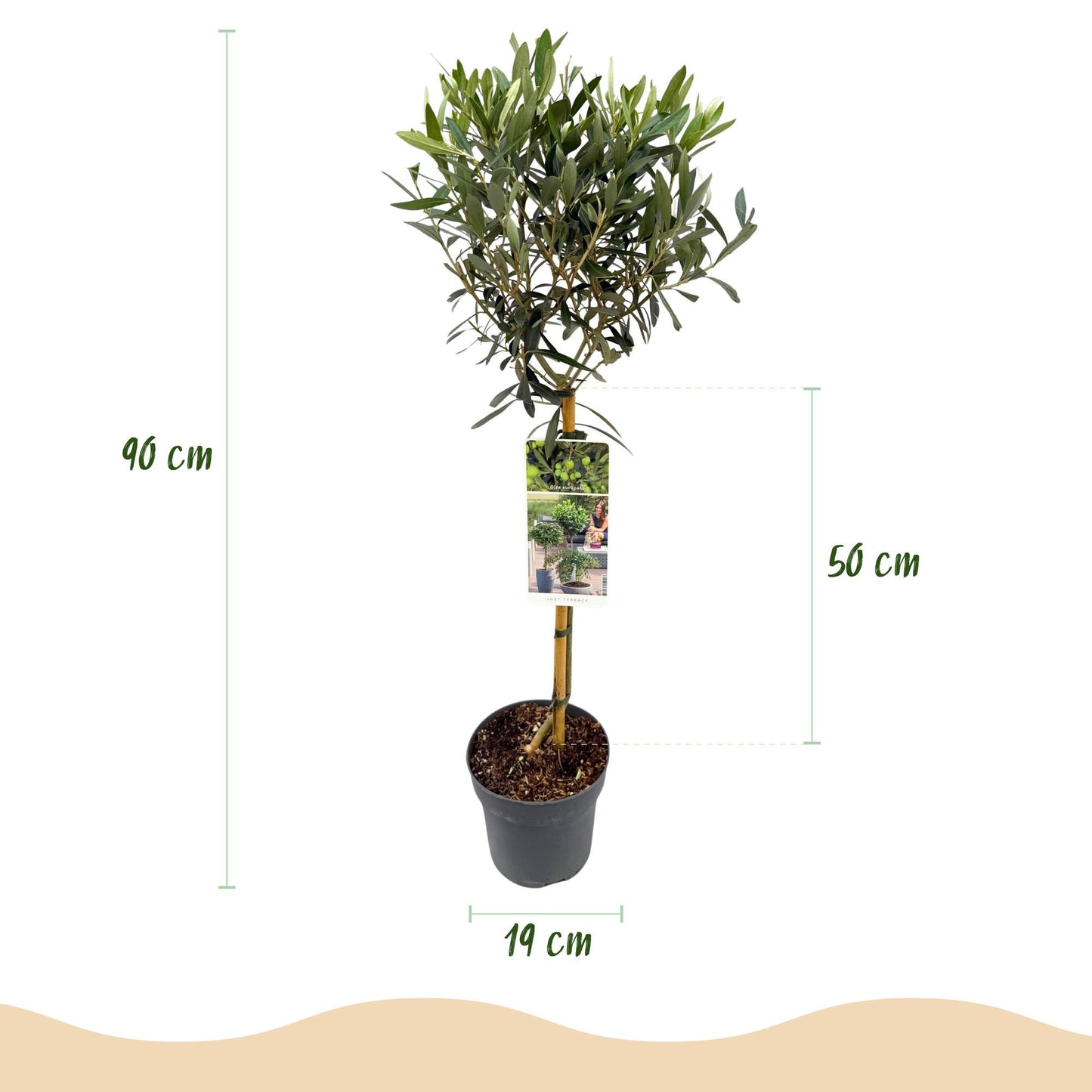 Olea Europaea - Winterhard - pot 19cm Hoogte 90cm