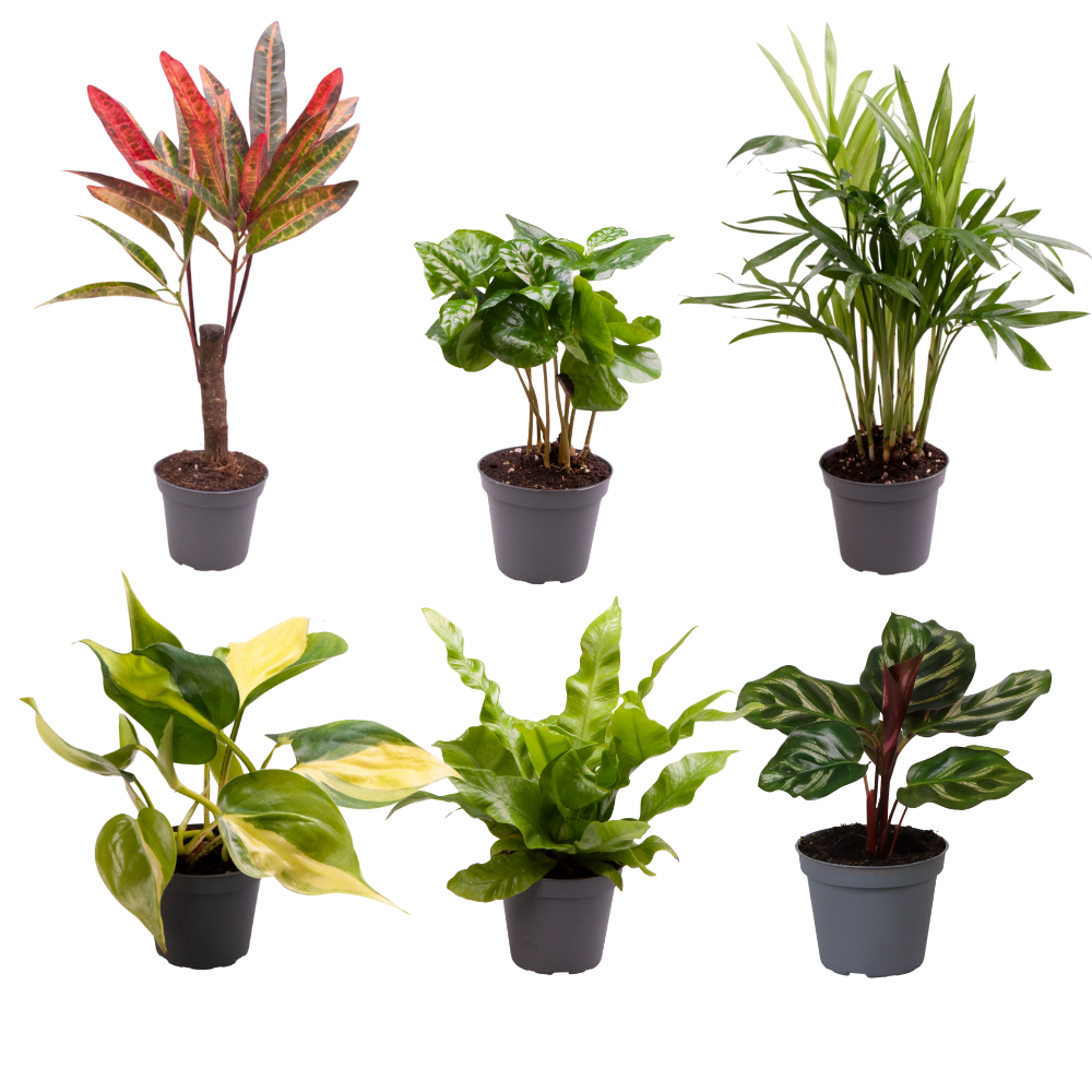 6 x Baby Plantjes Verrassingsbox
