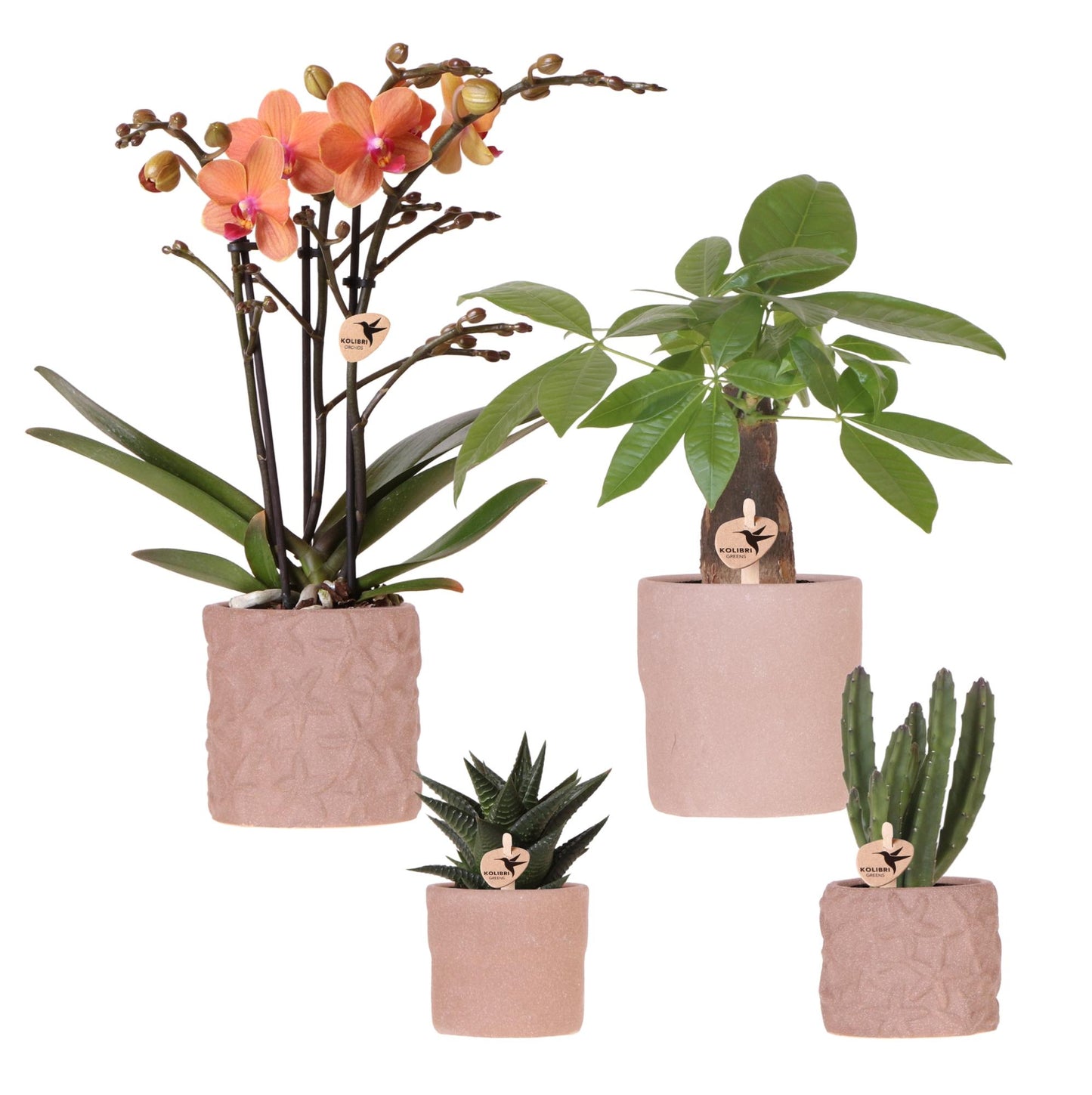 Set van orchidee Bolzano en succulenten