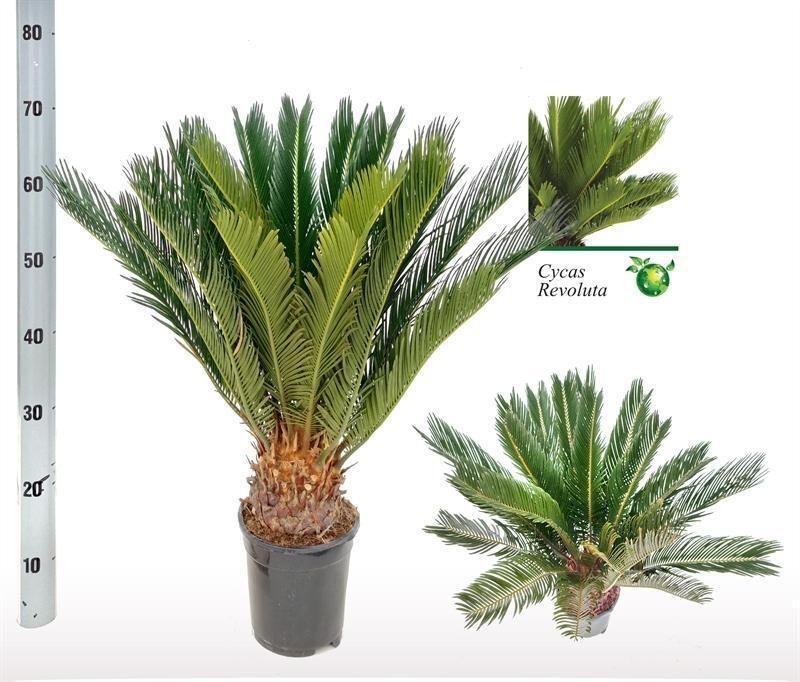Cycas Revoluta - Ø17 ↕60
