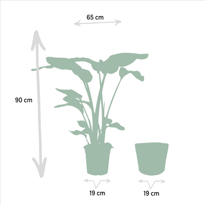 Strelitzia Nicolai + Alocasia Macrorrhiza + Mand Selin