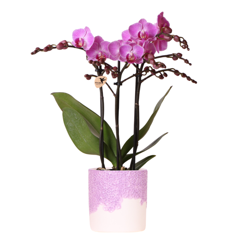 Paarse Vienna orchidee + Bloom sierpot paars