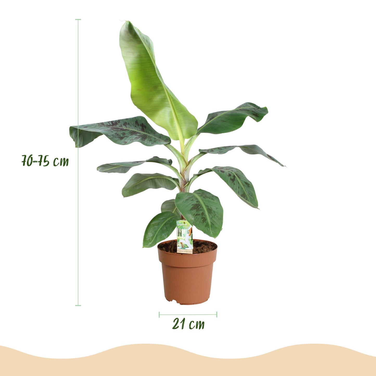 Bananenplant Musa ↕70-75cm - Ø21cm